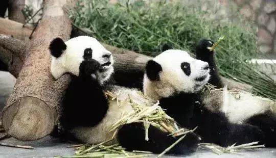 澳门回归20周年有什么信号,澳门回归从回归到现在过了几周年