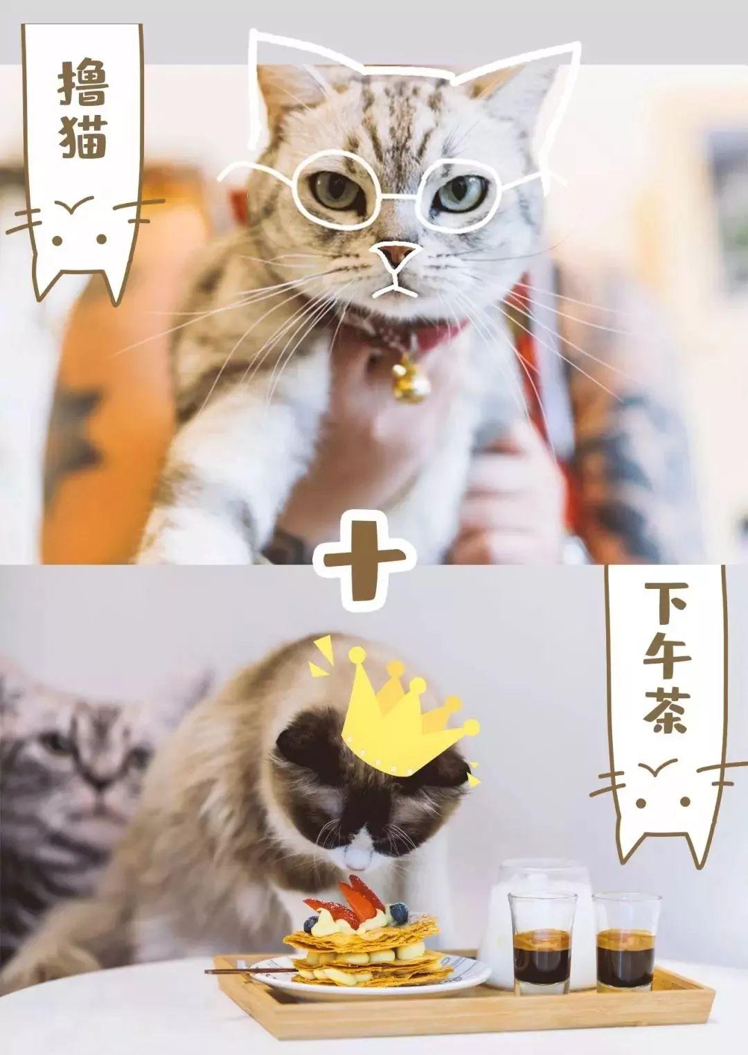 适合带猫咪下午茶好去处,佛山南海区猫咪推荐