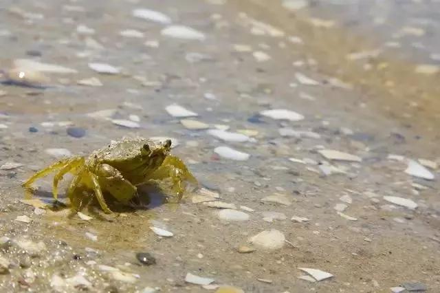 青蟹大批入侵澳洲,红蟹泛滥澳大利亚人怎么处理