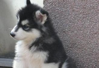 阿拉斯加犬有皮屑怎么办,阿拉斯加犬有棕色吗