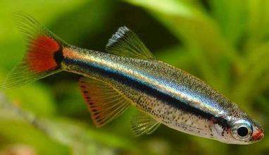 适合新手养的鱼宠,入门养鱼养什么鱼