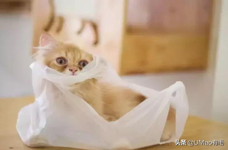 厨房是猫咪的修罗场，随便一项就能重伤