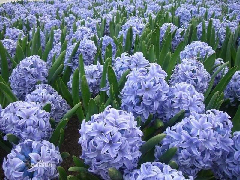 开败了的水仙花怎么处理,开败的水仙花种球