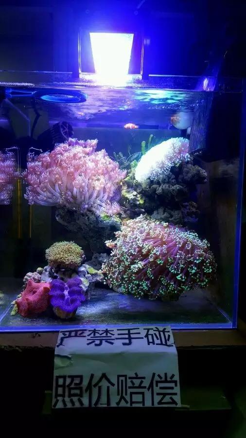 大学生1000元在宿舍开缸，还贴“禁止手碰”的标识，担忧舍友关系