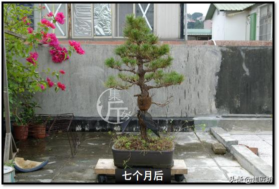 黑松盆景快速成型技术 (怎么让黑松盆景增粗变老不长高)