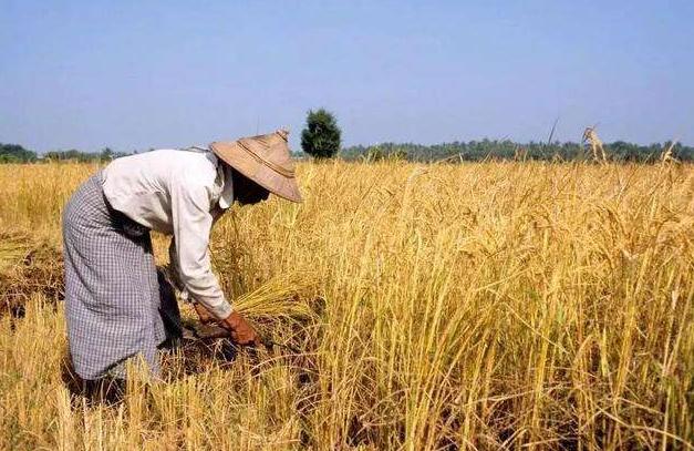 农民遇到蛇怎么办,进山里怎么预防被蛇咬