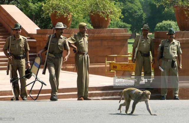 印度猴子被人类暴揍视频,印度猴子挑衅人类被暴打了