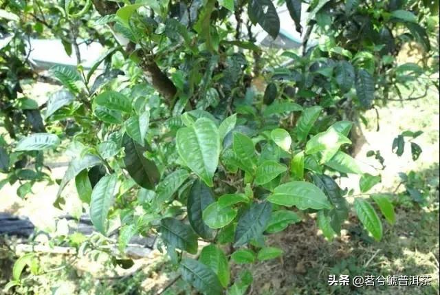 云南临沧双江勐库冰岛茶,双江县勐库冰岛茶