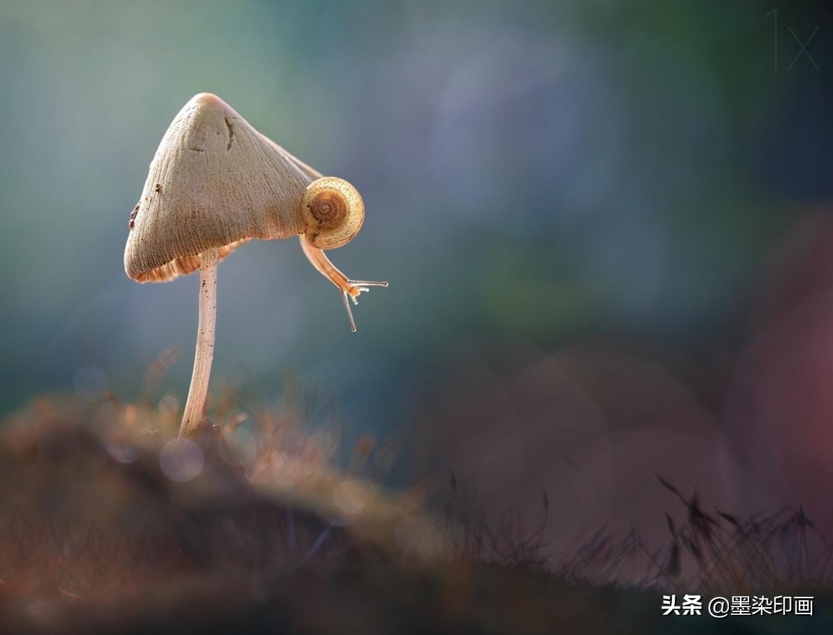 微距拍摄技巧与方法,如何拍摄清晰锐利的微距照片呢