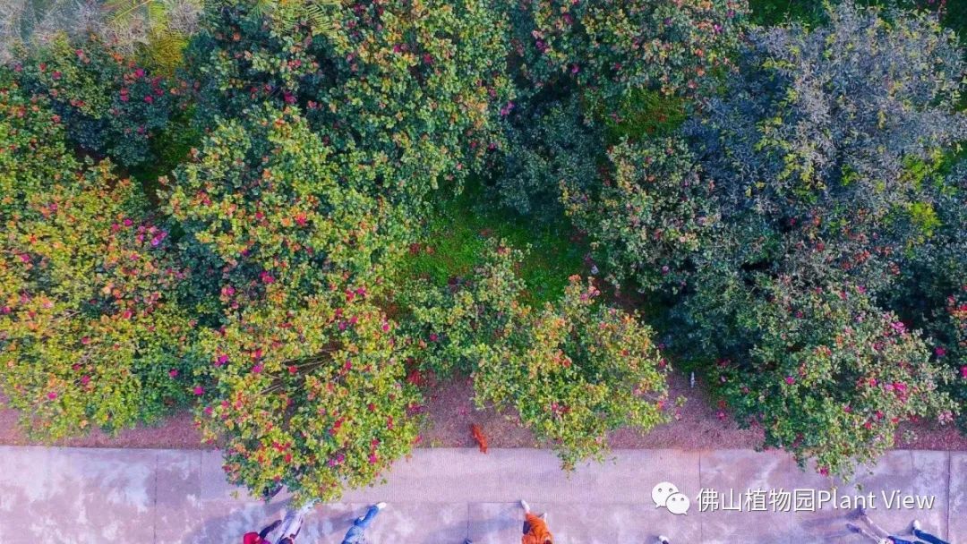 佛山市景区全免费开放,佛山南海多个场馆恢复开放