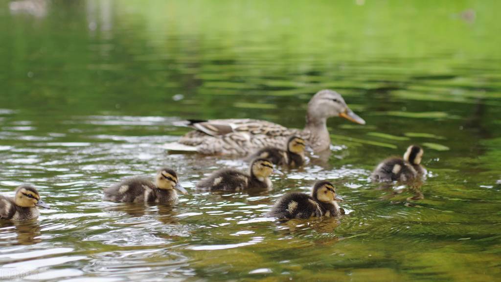 苇塘湖小野鸭哪里去了？老鼠蛇黄鼬雀鹰乌鸦黑鱼都是野鸭天敌