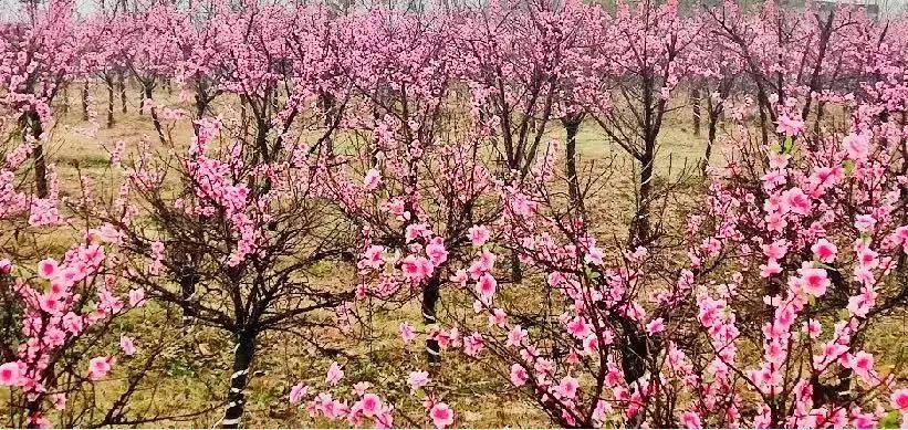 温泉灯光展,温泉灯光秀打卡点