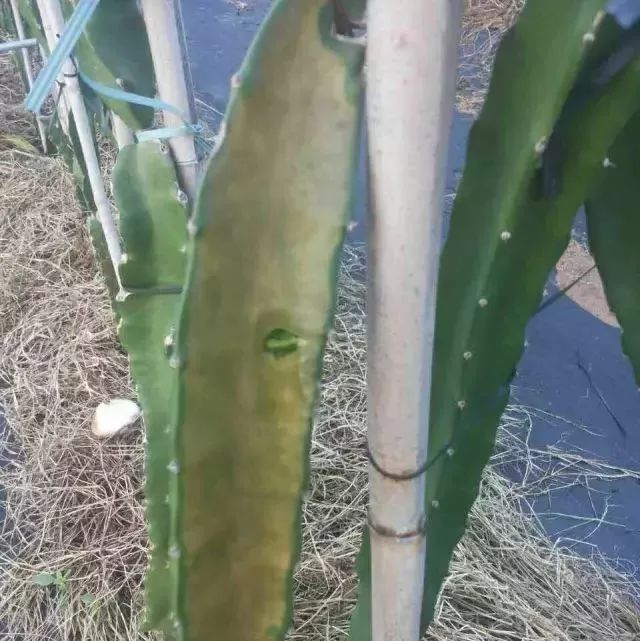 火龙果解药有效果吗,火龙果受伤后愈合的全过程