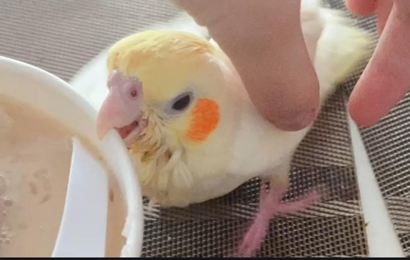 牡丹雏鸟刚到家怎么处理,牡丹雏鸟吃食很少怎么办