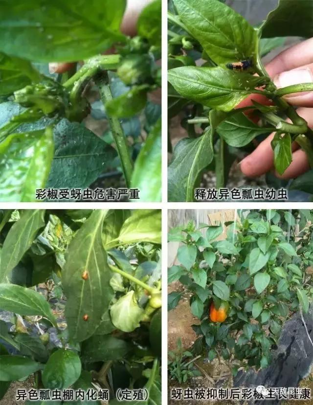 瓢虫害虫的防治方法,瓢虫害虫怎么防治