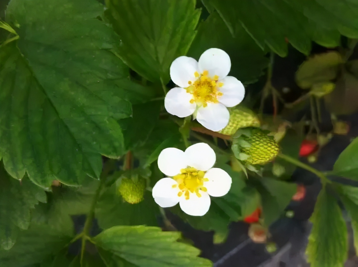 草莓花果期疑难问题图文解析,草莓果期如何促花