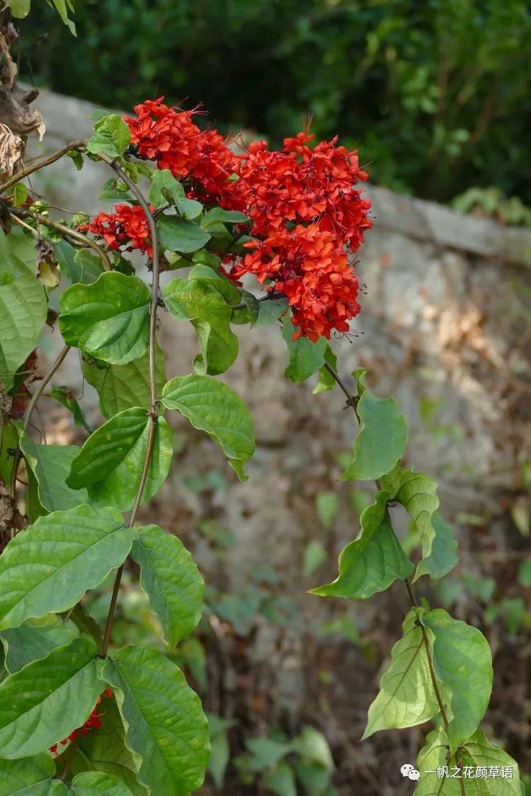 美丽赪桐(Clerodendrumspeciosissimum)
