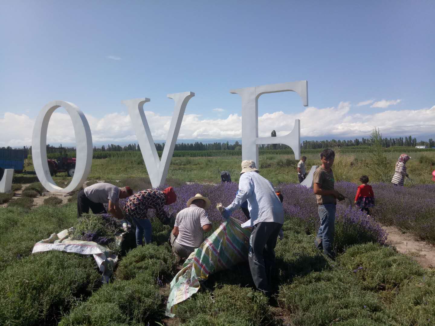 薰衣草从种子到开花全过程,薰衣草植物的生长习性