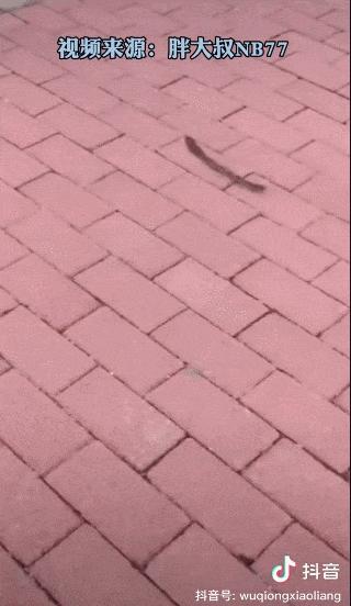 水猴子警告,小亮日常科普水猴子