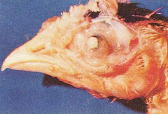 禽霉菌病,危害养禽业的细菌病