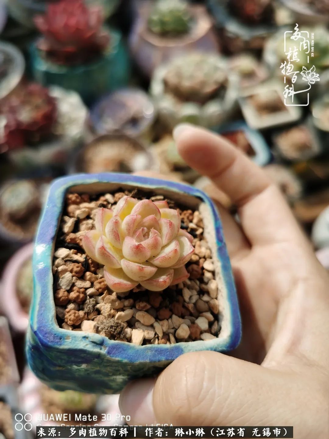 又到多肉变美时，一切都鼓励我积极向前