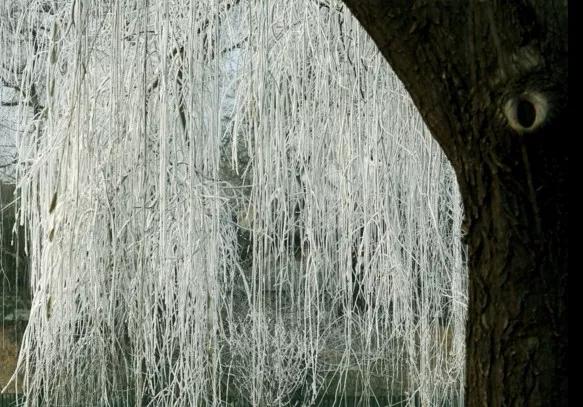 此生必去看一次雾凇太美了,此生必去看一次雾凇简直要美哭了