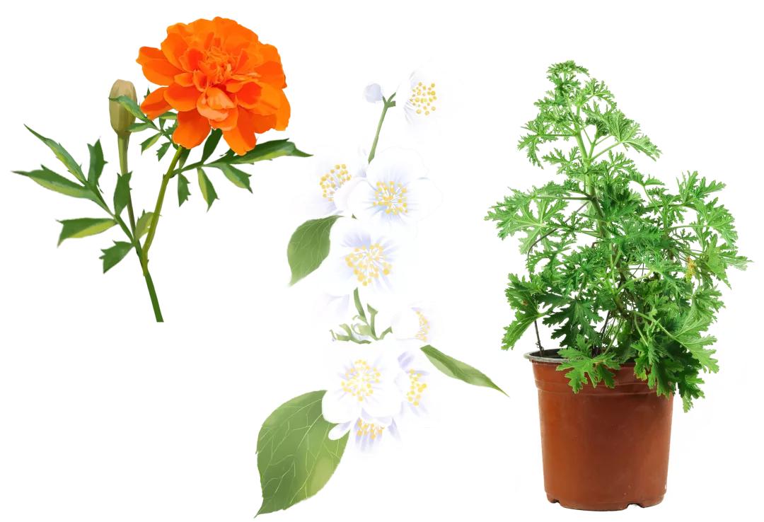 同样是被咬，为啥你的包又痒又大？