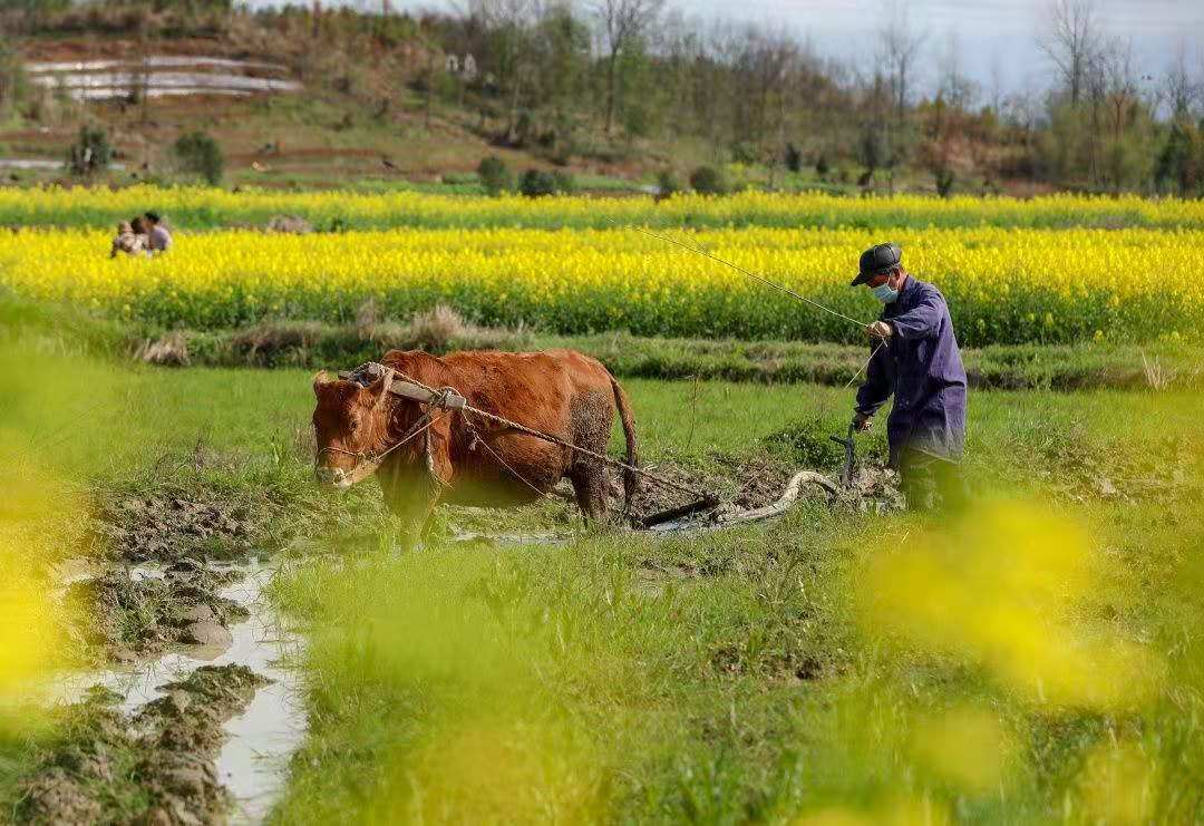 父亲的犁耙耕过的田,父亲的老黄牛