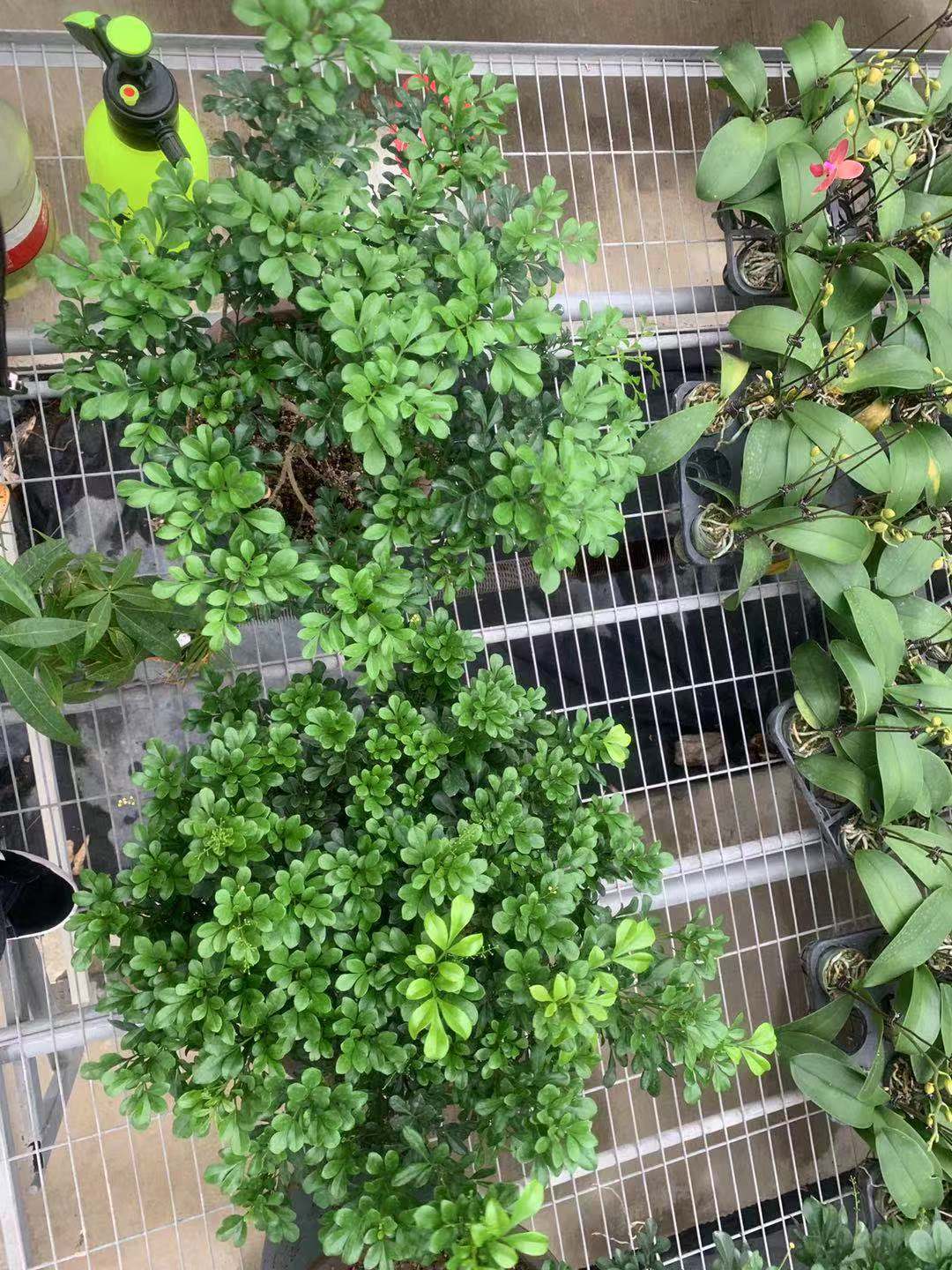 米兰的胶泥土怎么换,米兰盆栽土质坚硬如何改良