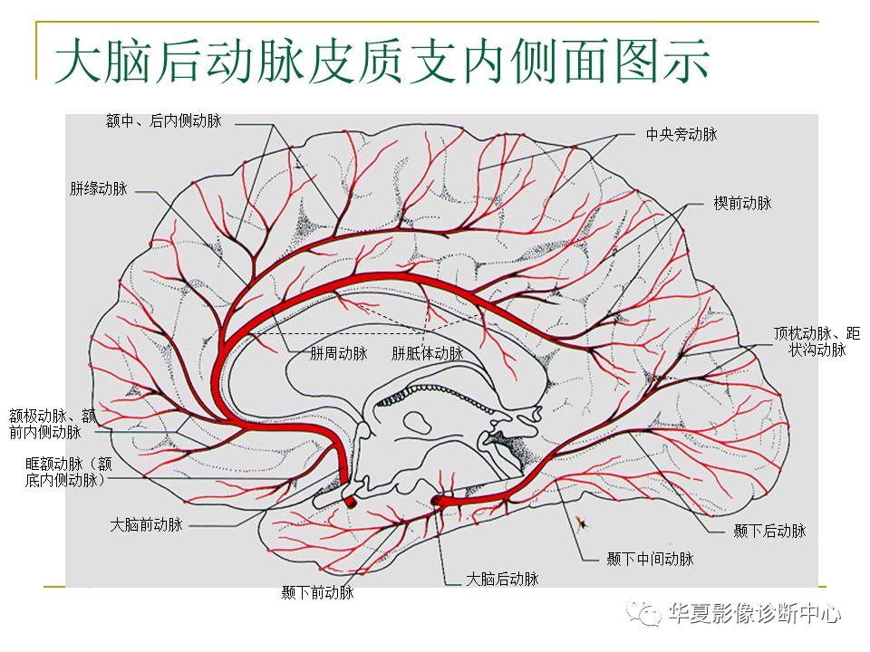 中国人脑立体定向mri应用解剖图谱,脑mri示意图