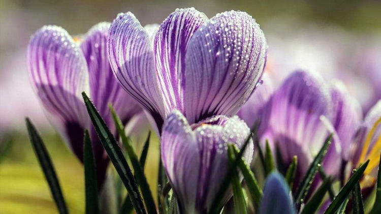 藏红花很贵不要浪费,藏红花有哪些值得买的