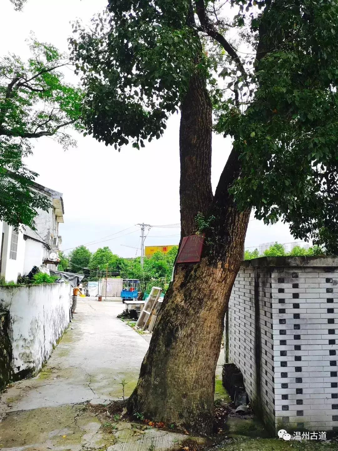 平阳鸣山古村落图片,千年古村平阳县鸣山村古城夜景
