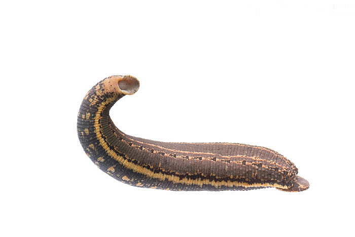 水蛭吃进肚子里能活吗,水蛭在牛肚子里能存活吗