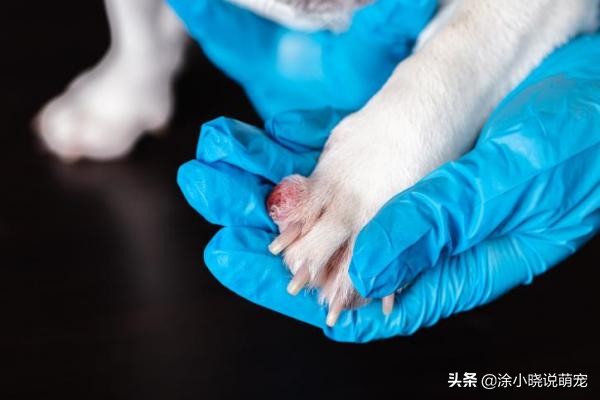 狗狗老是舔脚并且红肿了怎么回事,狗狗老舔爪子发红是趾间炎