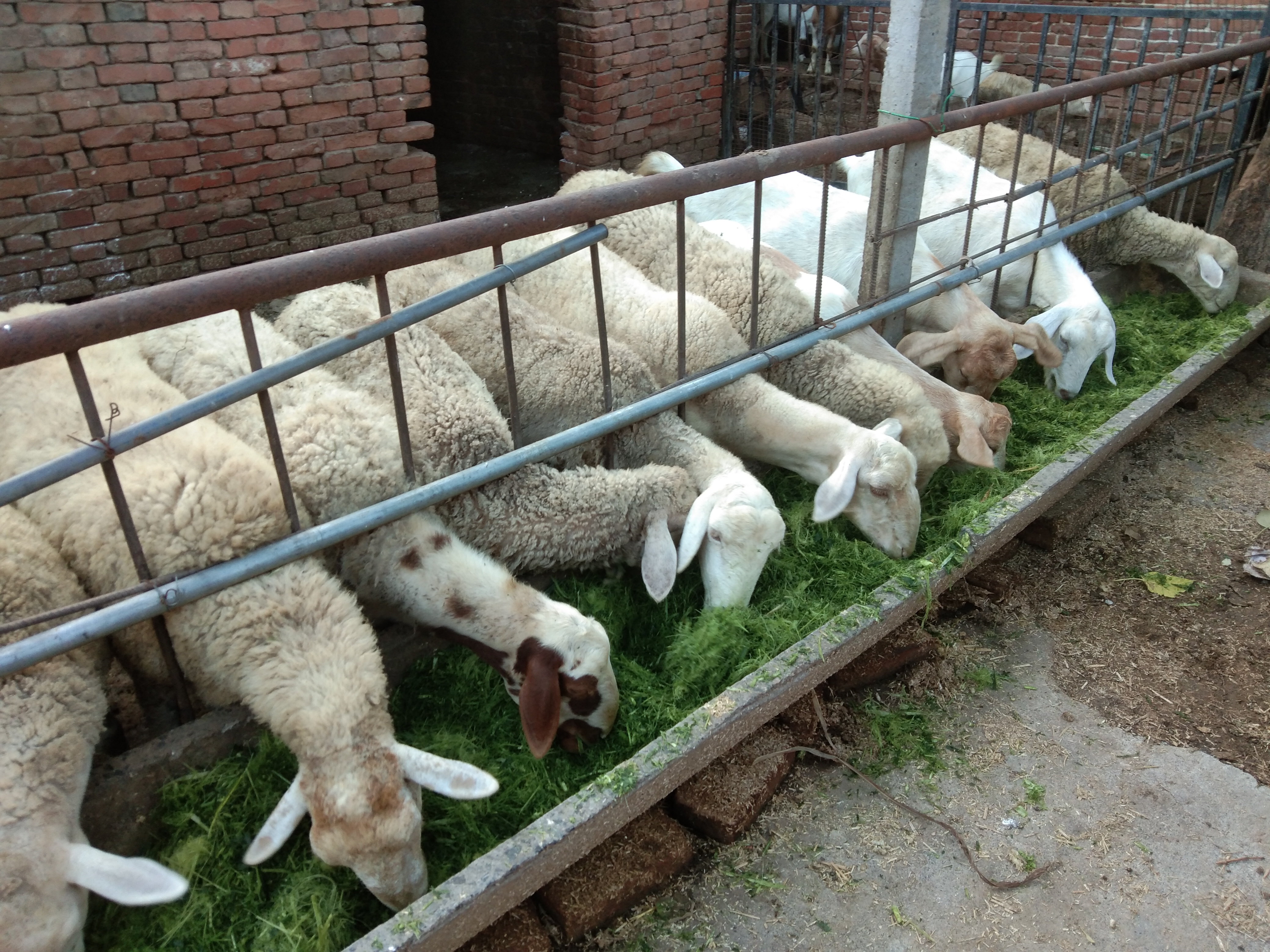 羊有布病的症状及治疗方法,羊粪识病