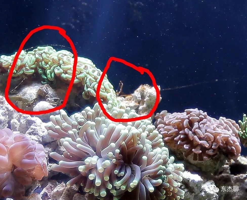 甲藻的有效处理方案,甲藻和菌膜的区别