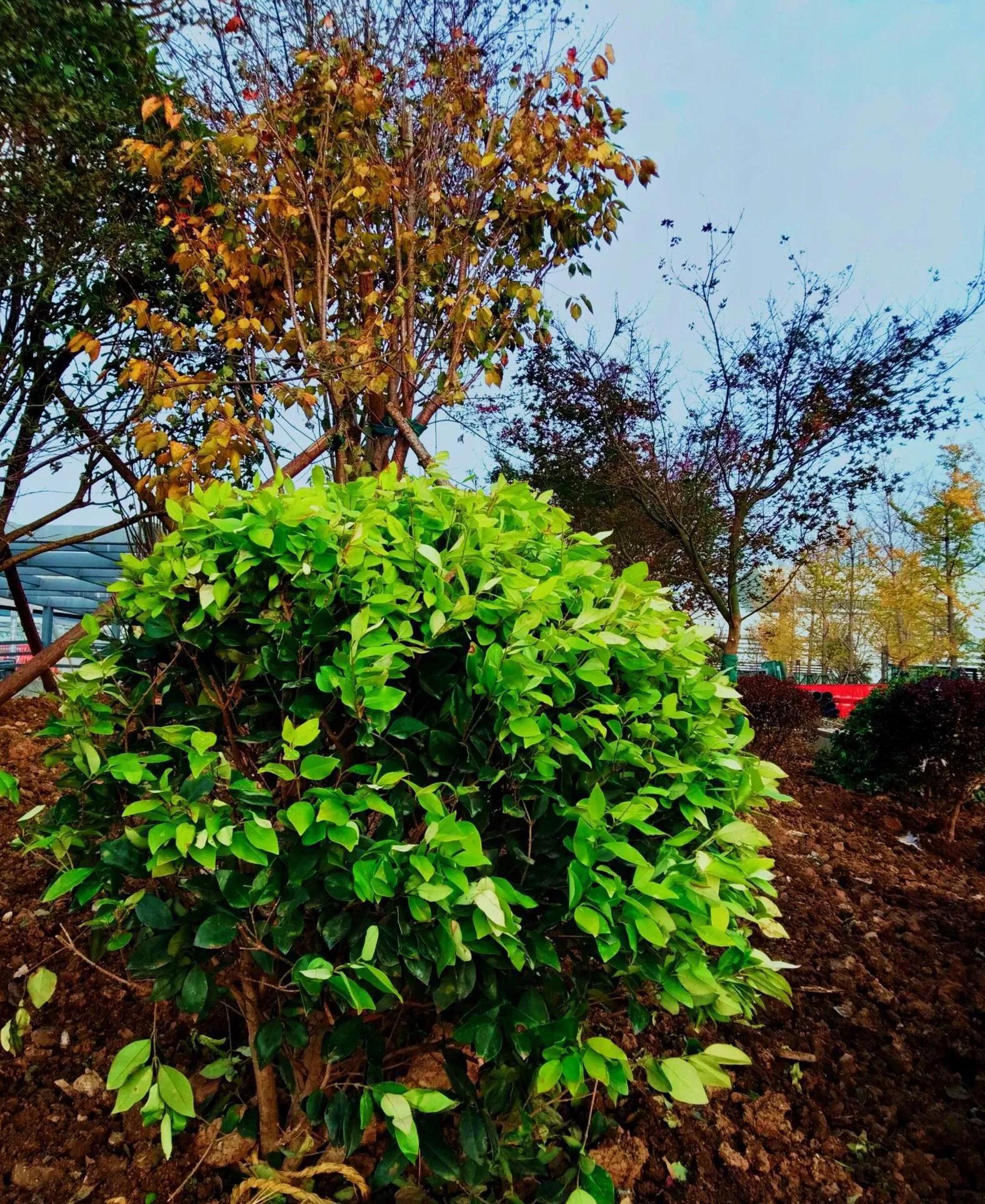 植物百科,植物百科视频