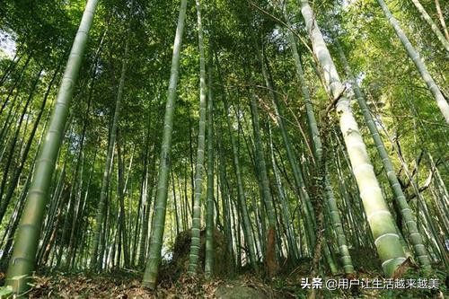 上海佘山国家森林公园日本雕像,上海佘山国家森林公园最新通告