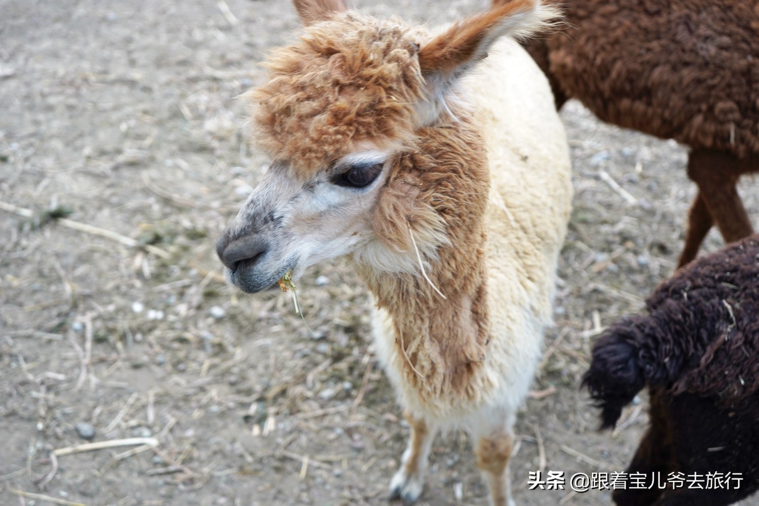 南京燕雀湖水杉林,南京秋天水杉林