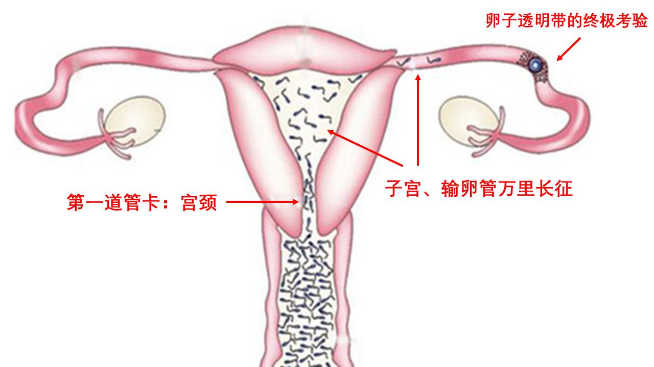 男科诊疗纪实,男科专家谈精子系列