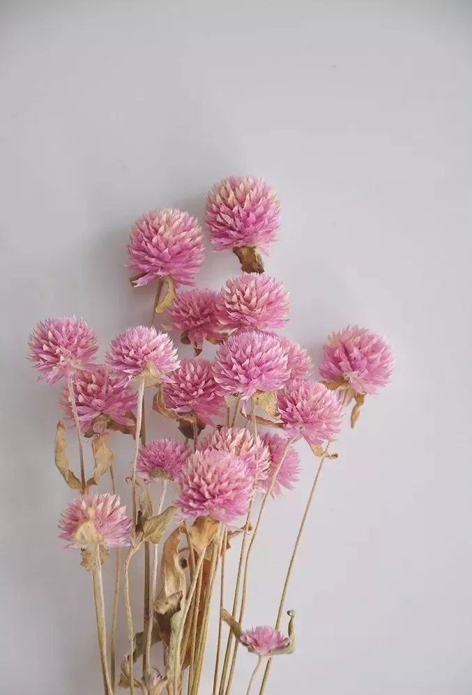 鲜花和干花的不同美感,有哪些花可以制作干花