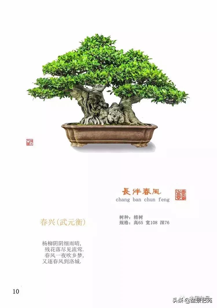 陈文图榕树欣赏,陈文图盆景