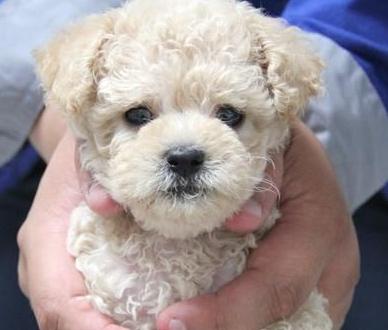 泰迪的八种颜色,泰迪犬的这8大颜色你最喜欢哪种