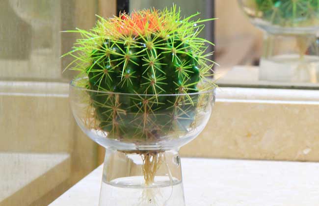 水培花卉有哪些,好养的水培花卉有哪些