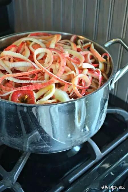 绿萝不会换盆怪不得长得小又黄叶,绿萝这么养不烂根不黄叶爆长新叶