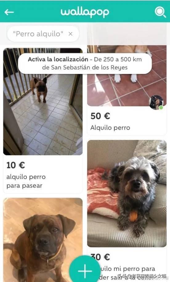 西班牙宠物狗被遛30次,西班牙狗狗一天被遛28次