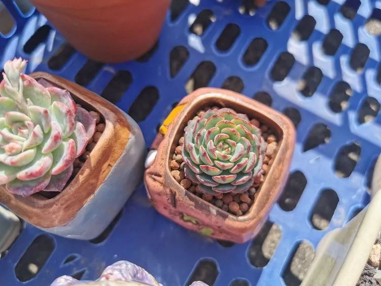 我和多肉,我与多肉