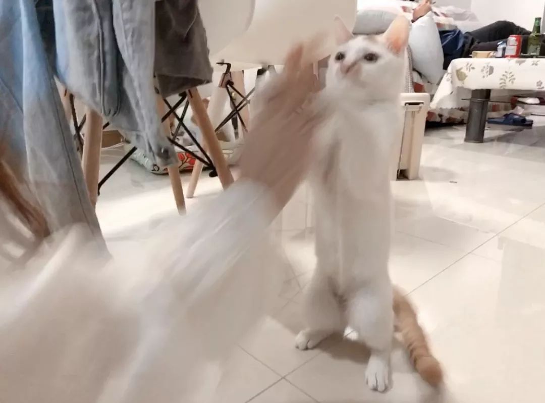 被猫舔证明什么,被猫咪舔过伤口真的会死吗