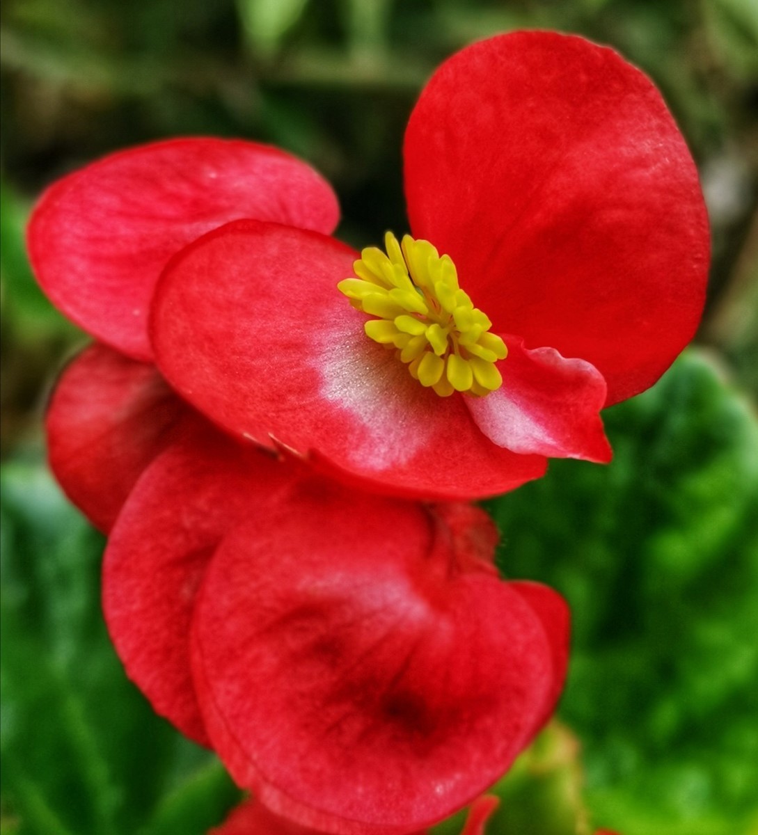 四季海棠养殖方法妙招,疯长的四季海棠养殖方法