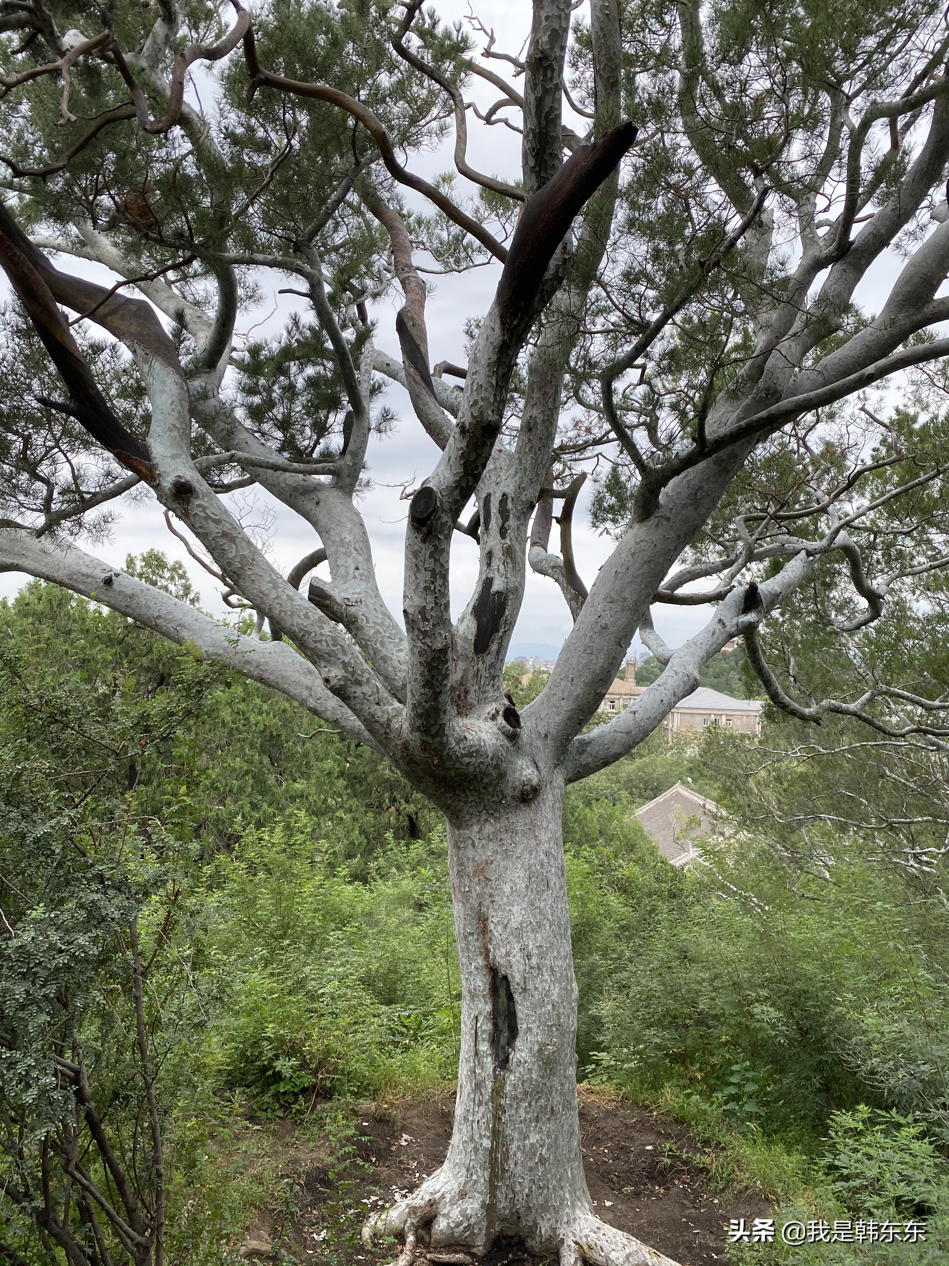 景山公园是几级景区,国家级文物保护单位保护范围